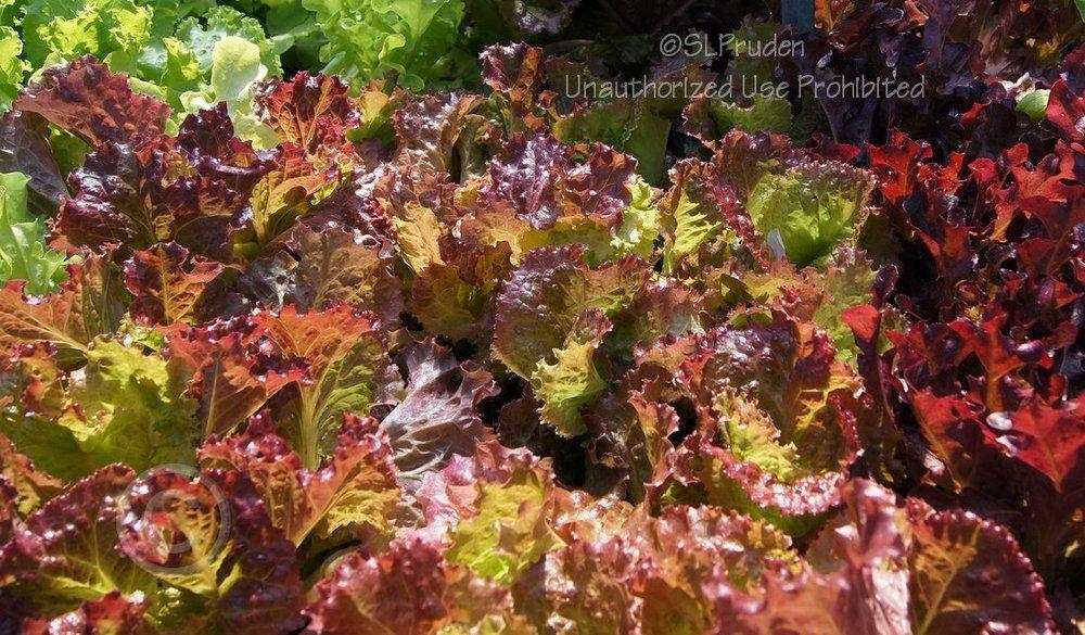 Photo of Lettuce (Lactuca sativa 'Ruby Red') uploaded by DaylilySLP