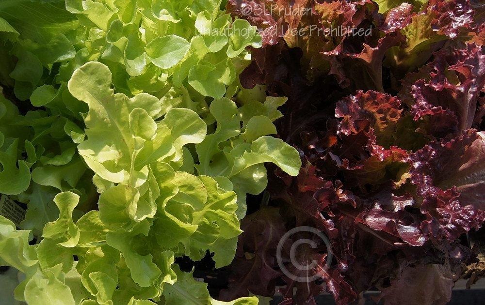 Photo of Loose-leaf Lettuce (Lactuca sativa 'Salad Bowl') uploaded by DaylilySLP
