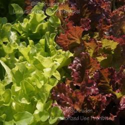 Location: English Gardens, Dearborn Heights, MI
Date: 2013-09-17
with Lactuca sativa 'Salad Bowl Red'