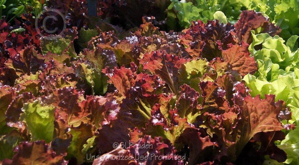 Photo of Lettuce (Lactuca sativa 'Ruby Red') uploaded by DaylilySLP