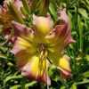 Photo Courtesy of Keast Daylily Gardens. Used with Permission.