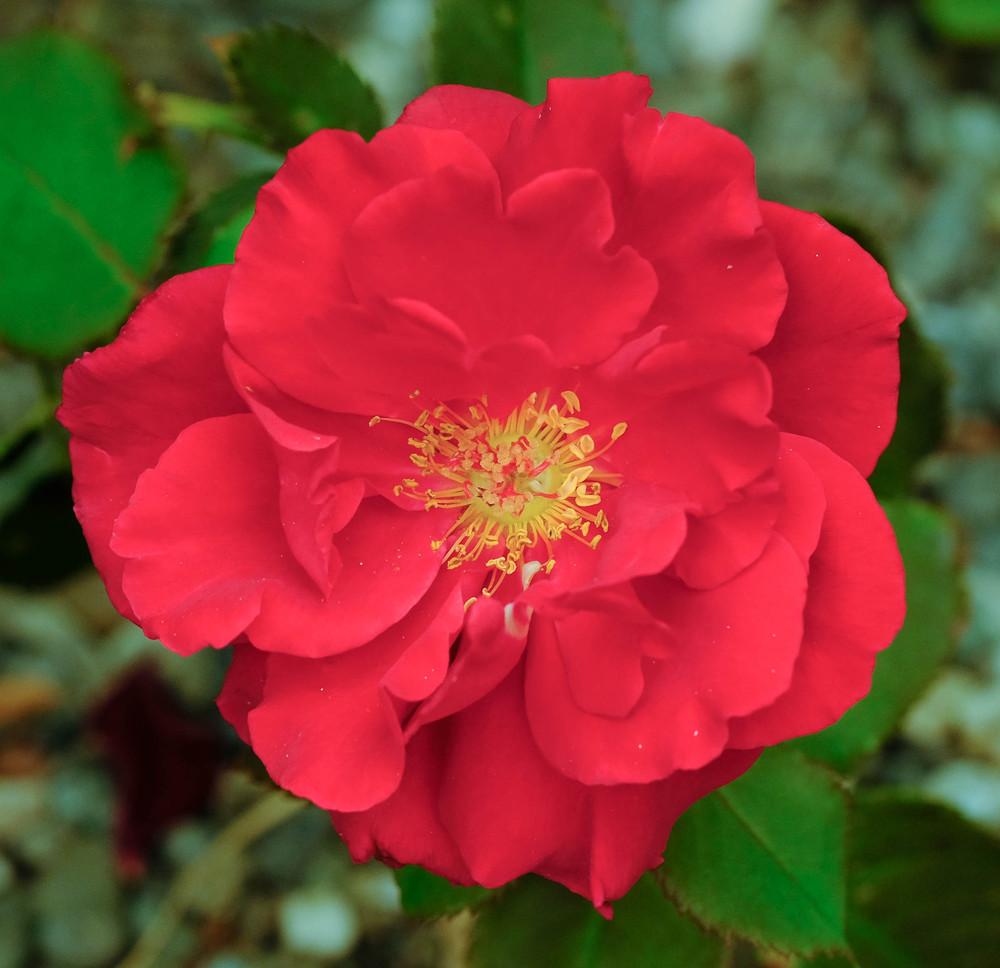 Photo of Rose (Rosa 'Velvet Fragrance') uploaded by AnnKNCalif