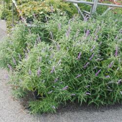 Location: Newark, Delaware
Date: 2020-09-25
potted plants for sale at a northern DE nursery