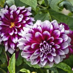 Location: Dahlia Hill, Midland, Michigan
Date: 2019-10-05
Blooms of this purple/white bi-color dahlia look best with this f