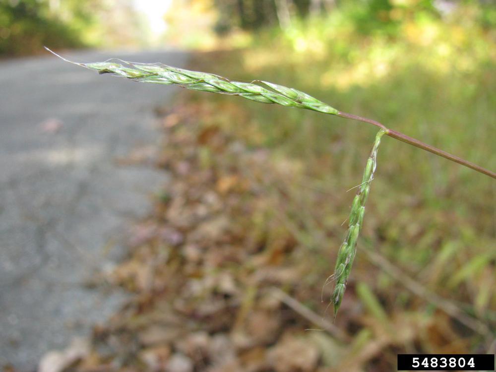 Photo of Japanese Stilt Grass (Microstegium vimineum) uploaded by greene