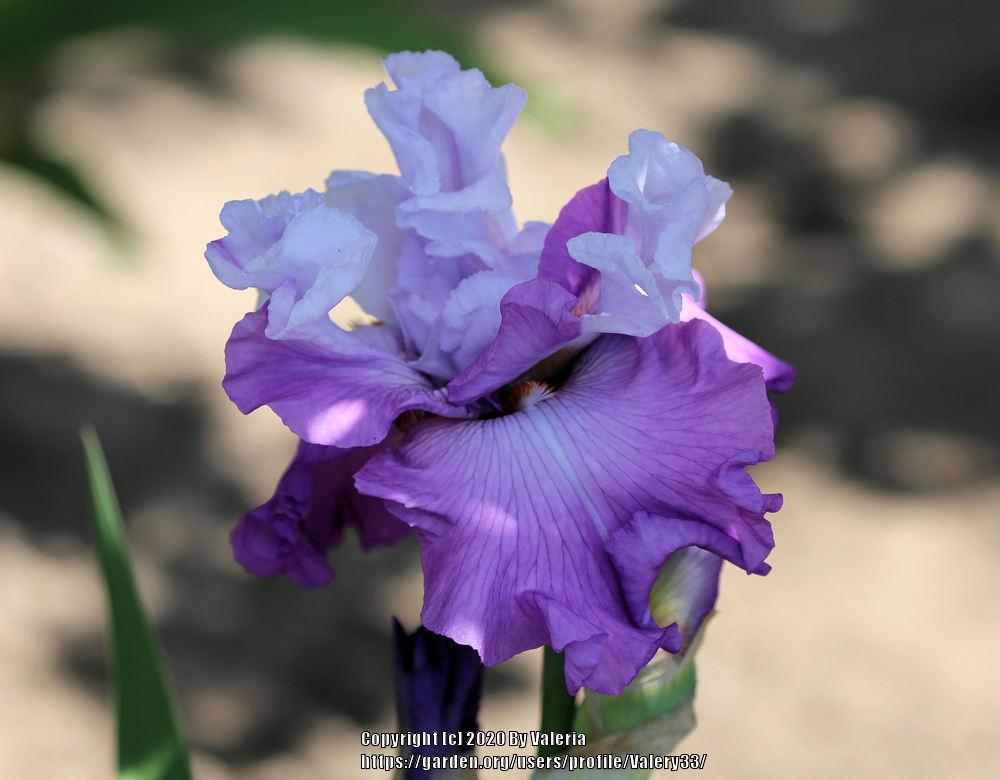 Photo of Tall Bearded Iris (Iris 'Full Disclosure') uploaded by Valery33