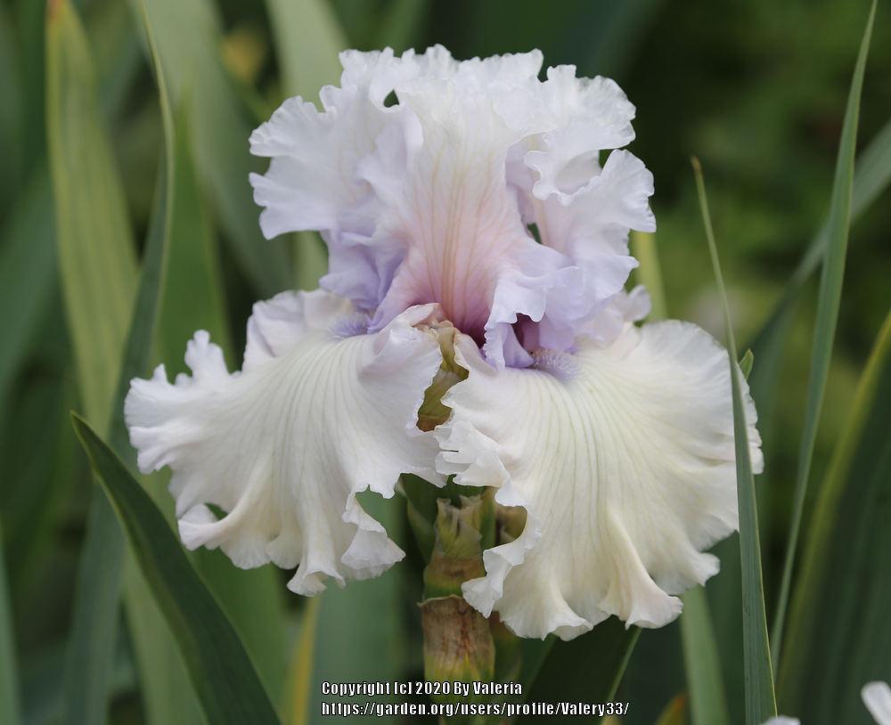 Photo of Tall Bearded Iris (Iris 'For the Soul') uploaded by Valery33