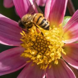 Location: Dahlia Hill, Midland, Michigan
Date: 2019-09-14
Honey bee harvesting nectar from the disc florets of this mignon 
