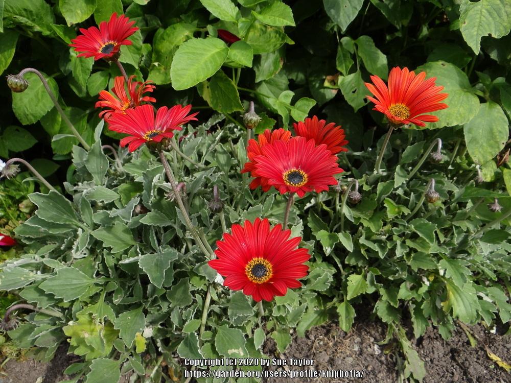 Photo of African Daisy (Arctotis The Ravers® Pumpkin Pie) uploaded by kniphofia