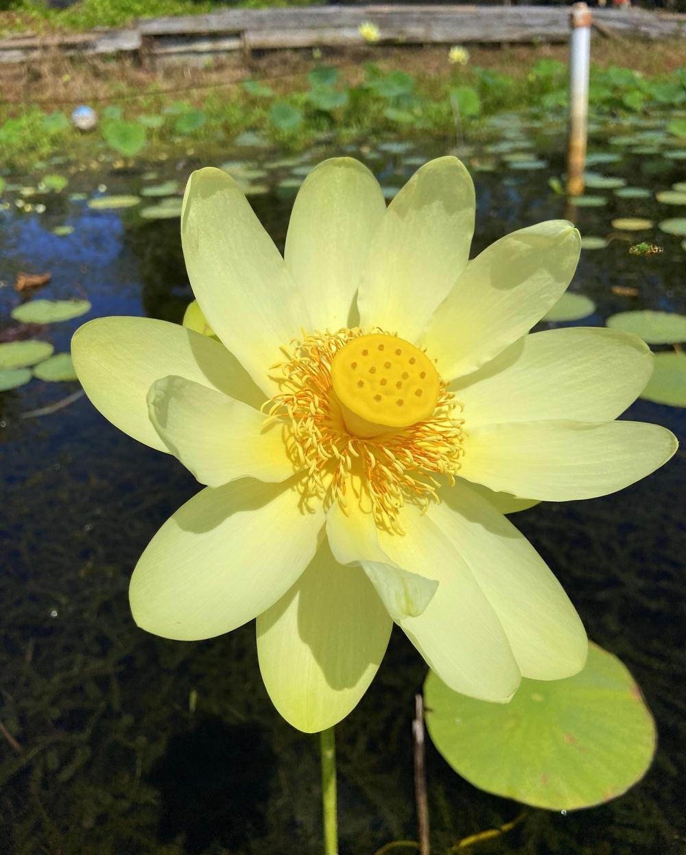 Photo of American Lotus (Nelumbo lutea) uploaded by sunkissed