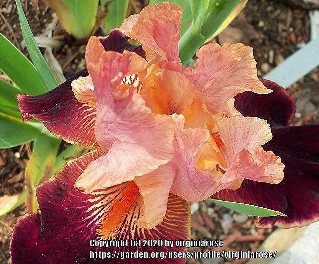 Photo of Tall Bearded Iris (Iris 'Yosemite Sam') uploaded by virginiarose