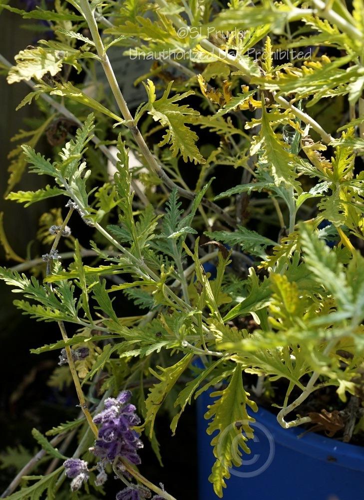 Photo of Russian Sage (Salvia yangii 'Hybrida') uploaded by DaylilySLP
