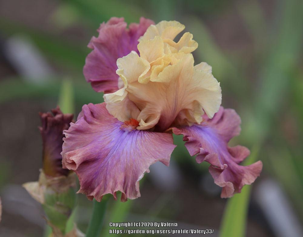 Photo of Tall Bearded Iris (Iris 'Show Your Colours') uploaded by Valery33