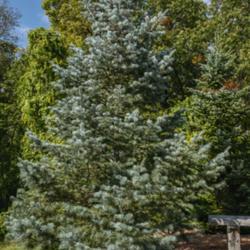 Location: Hidden Lake Gardens, Tipton, Michigan
Date: 2019-10-15
Planted 2011 as part of the Harper conifer collection
