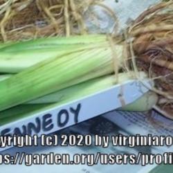 Location: My garden in Southeast Virginia, Zone 8
Date: 2020-09-27
Abundant Daylilies