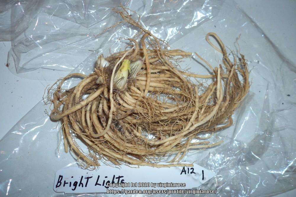Photo of Hosta 'Bright Lights' uploaded by virginiarose