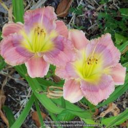 Location: My garden in Southeast Virginia, Zone 8
Date: JUNE
BLOOM-This sweet little daylily has pastel colors and is like no 