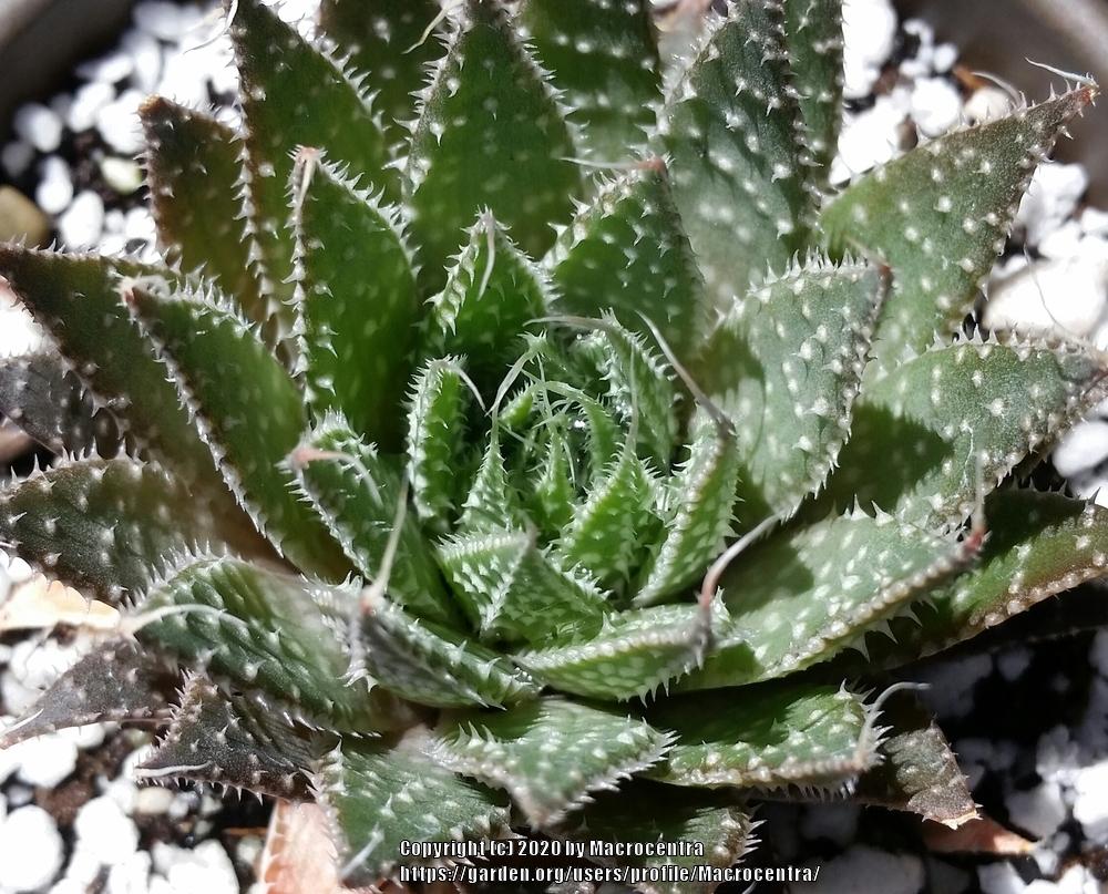 Photo of Lace Aloe (Aristaloe aristata) uploaded by Macrocentra