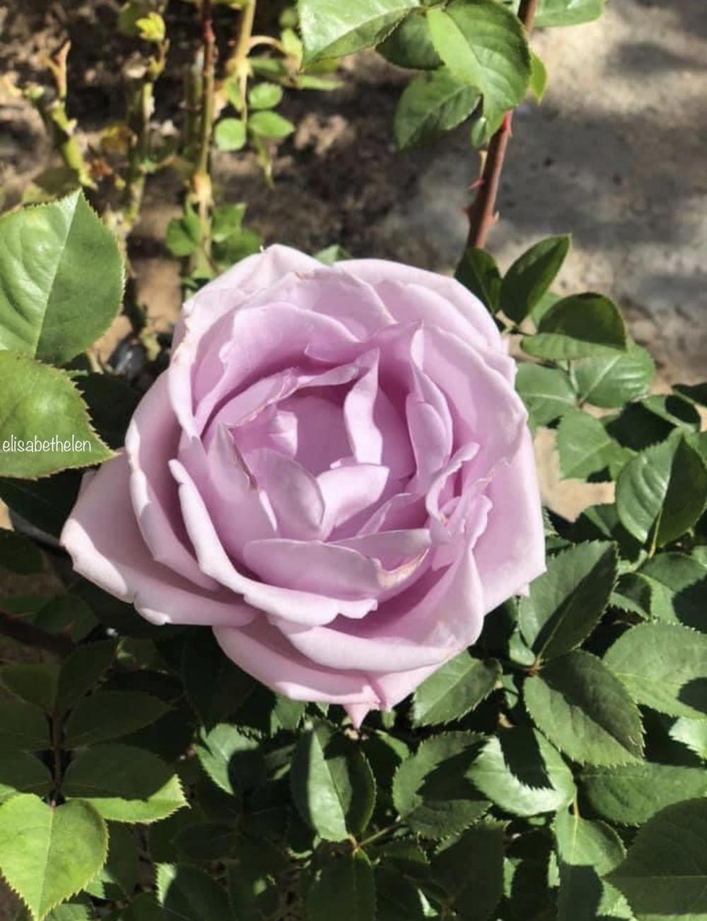 Photo of Rose (Rosa 'Neptune') uploaded by ElisabethElen