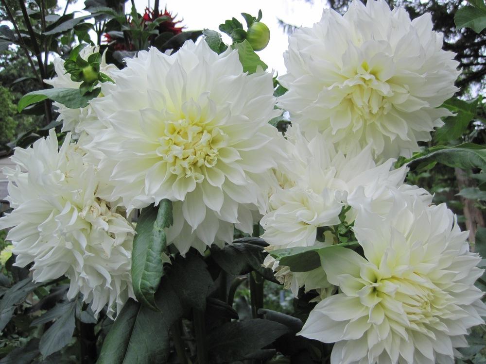 Photo of Dahlia 'Snow Country' uploaded by psudan