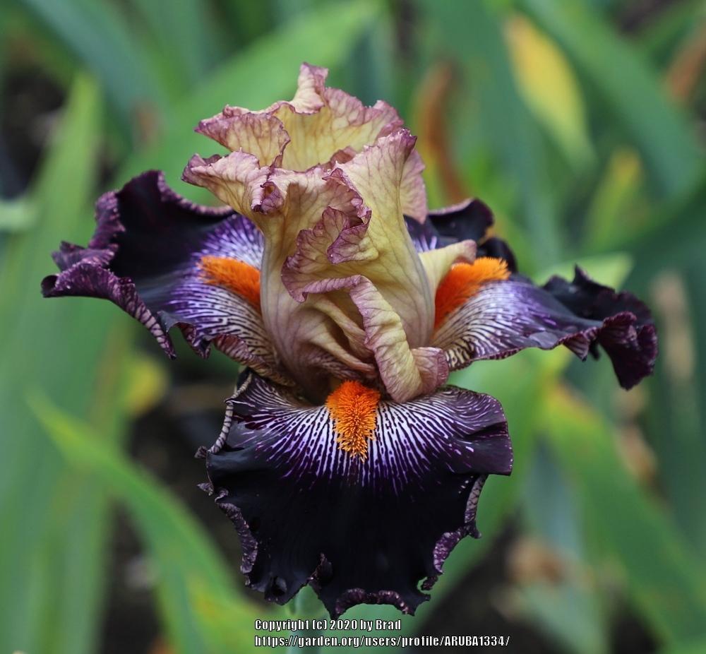 Photo of Tall Bearded Iris (Iris 'Action Flick') uploaded by ARUBA1334