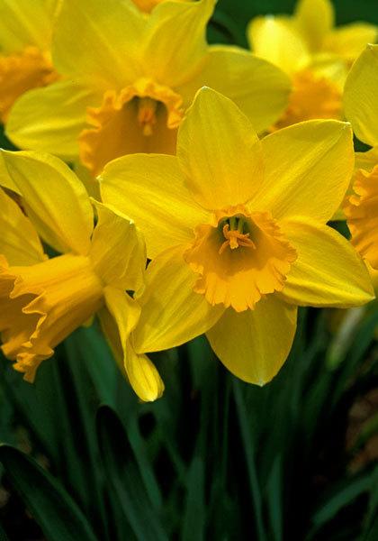 Photo of Large-cupped Daffodil (Narcissus 'Carlton') uploaded by Calif_Sue
