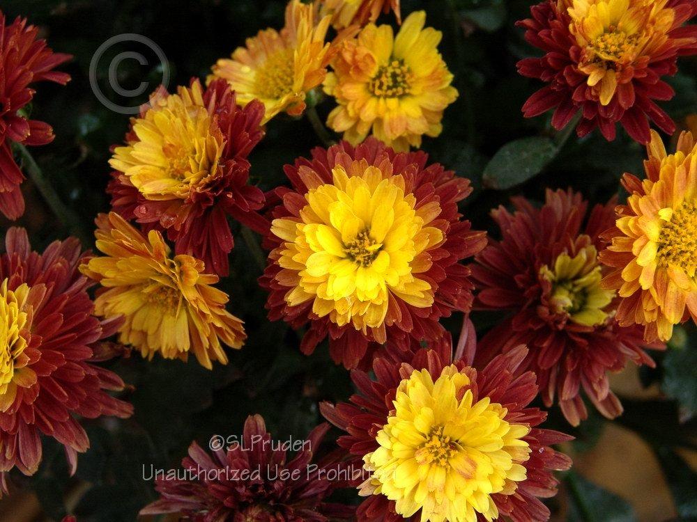 Photo of Garden Mum (Chrysanthemum 'Urano Red-Bronze') uploaded by DaylilySLP