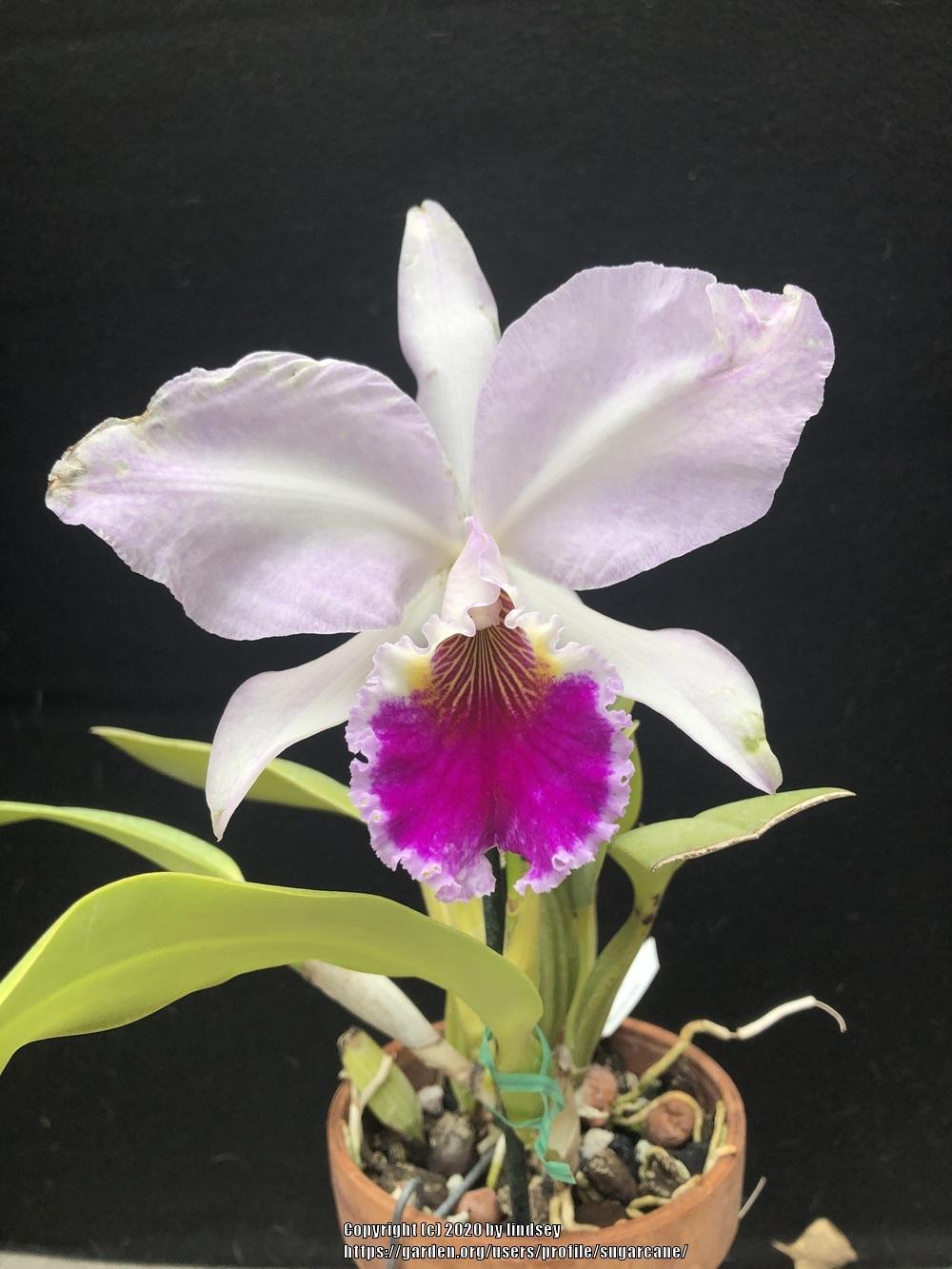 Photo of Orchid (Cattleya labiata 'September Mist') uploaded by sugarcane