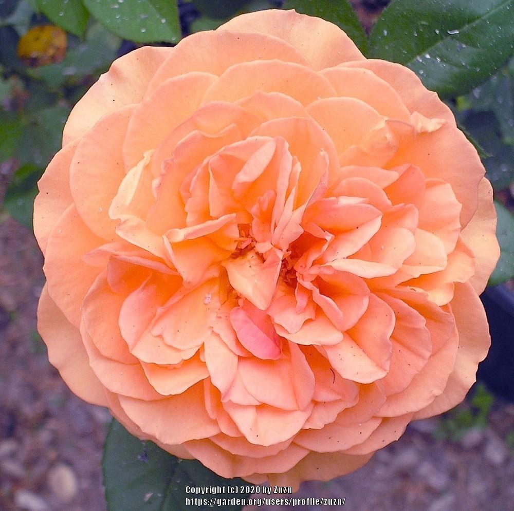 Photo of Rose (Rosa 'Louise Clements') uploaded by zuzu
