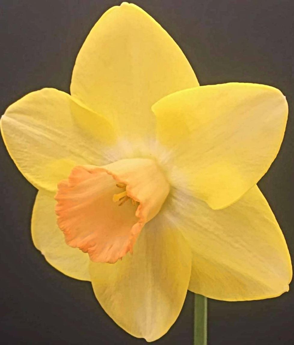 Photo of Large Cupped Daffodil (Narcissus 'Acumen') uploaded by gwhizz