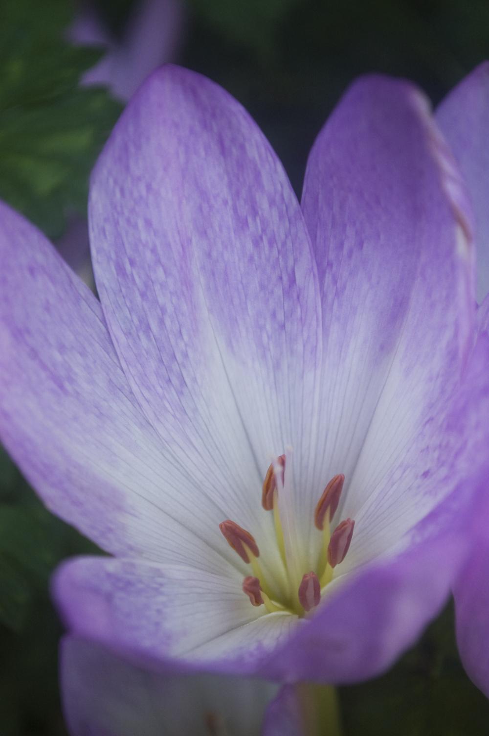 Photo of Colchicums (Colchicum) uploaded by AudreyDee