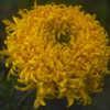 Tagetes 'Mission Giant Yellow'