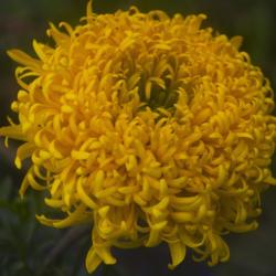 Location: Pennsylvania
Date: 2020-09-27
Tagetes 'Mission Giant Yellow'