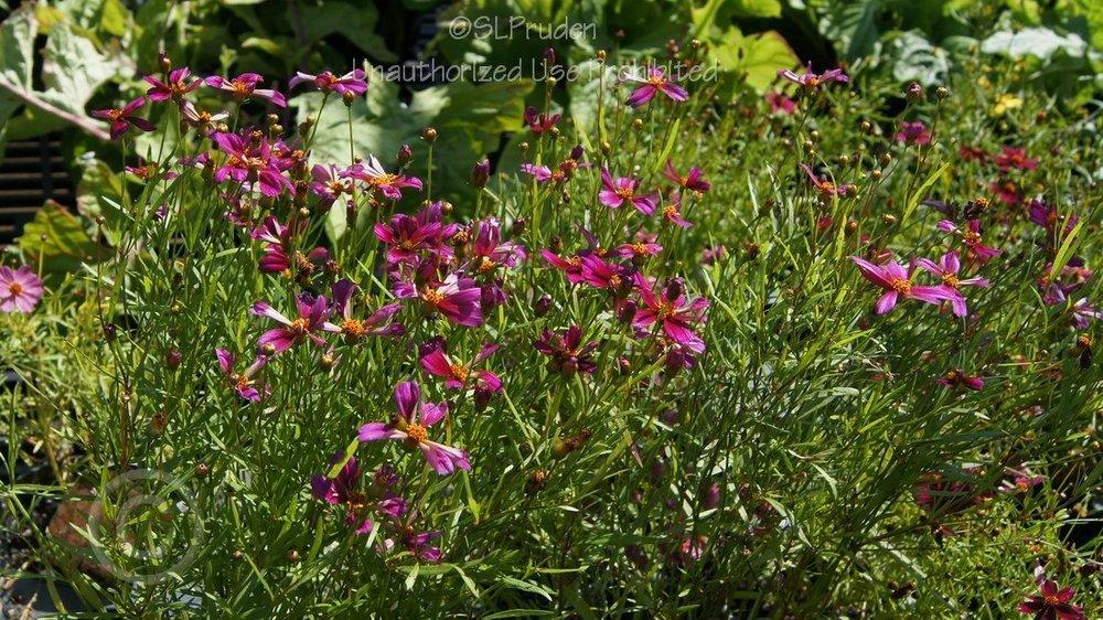 Photo of Tickseed (Coreopsis 'Strawberry Punch') uploaded by DaylilySLP