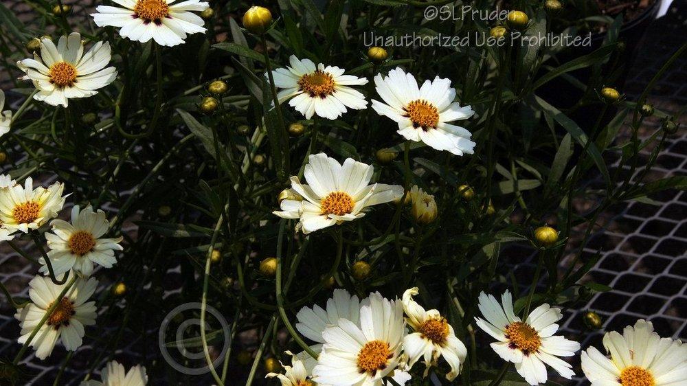 Photo of Coreopsis Big Bang™ Star Cluster uploaded by DaylilySLP