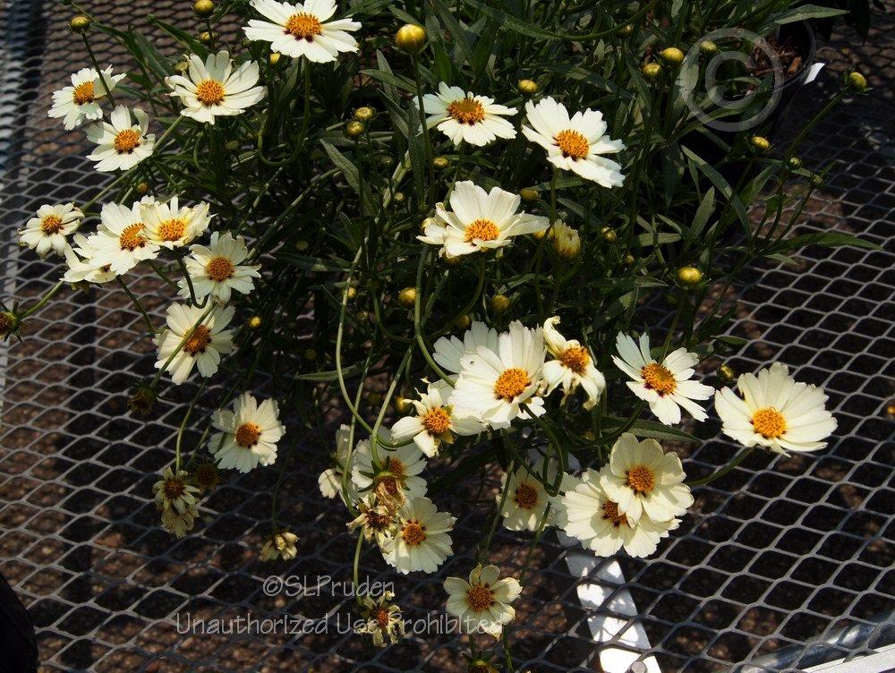 Photo of Coreopsis Big Bang™ Star Cluster uploaded by DaylilySLP