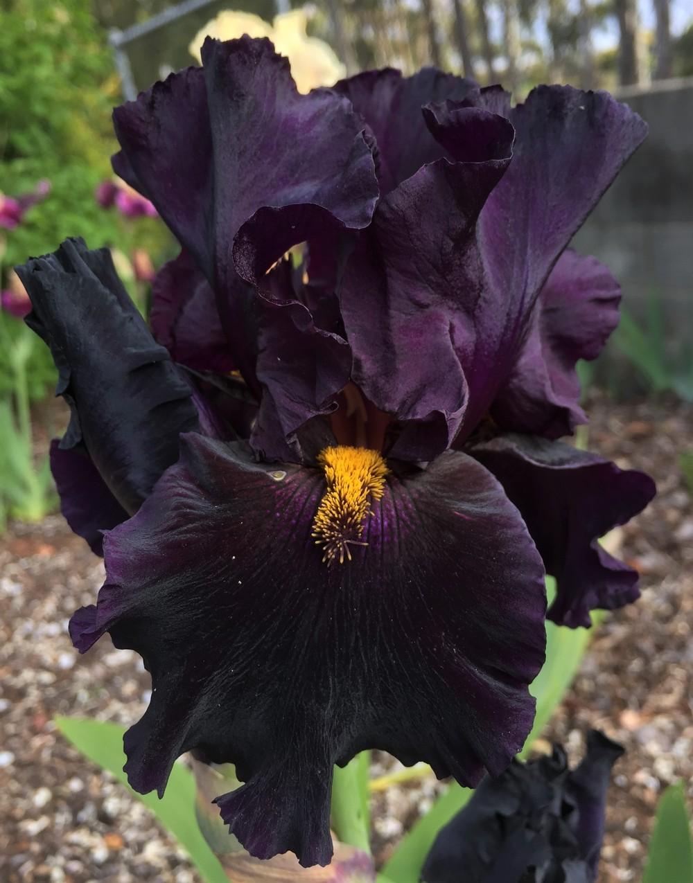 Photo of Tall Bearded Iris (Iris 'Witches' Sabbath') uploaded by ElleBeesIrisWorld