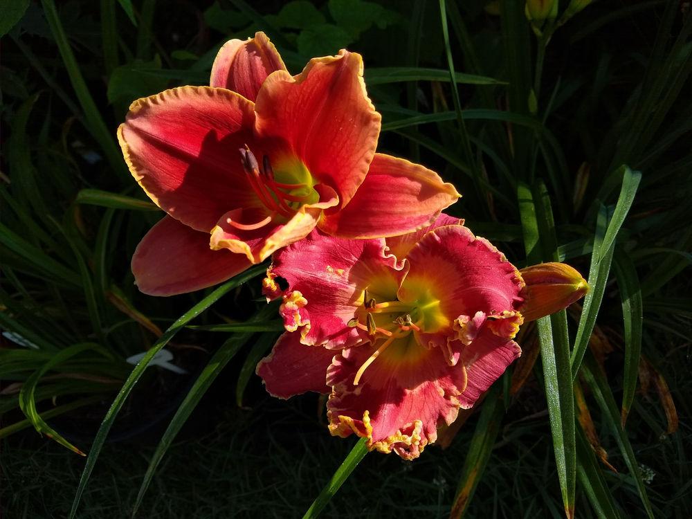 Photo of Daylily (Hemerocallis 'All the Intangibles') uploaded by MrKGDickie