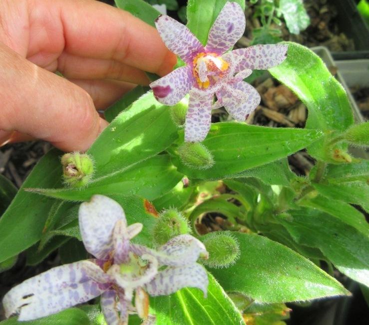 Photo of Empress Toad Lily (Tricyrtis 'Empress') uploaded by janelp_lee