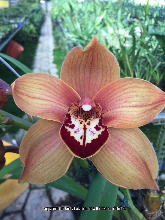 Photo of Orchid (Cymbidium Karen Hawaiian 'New Horizon') uploaded by Australis