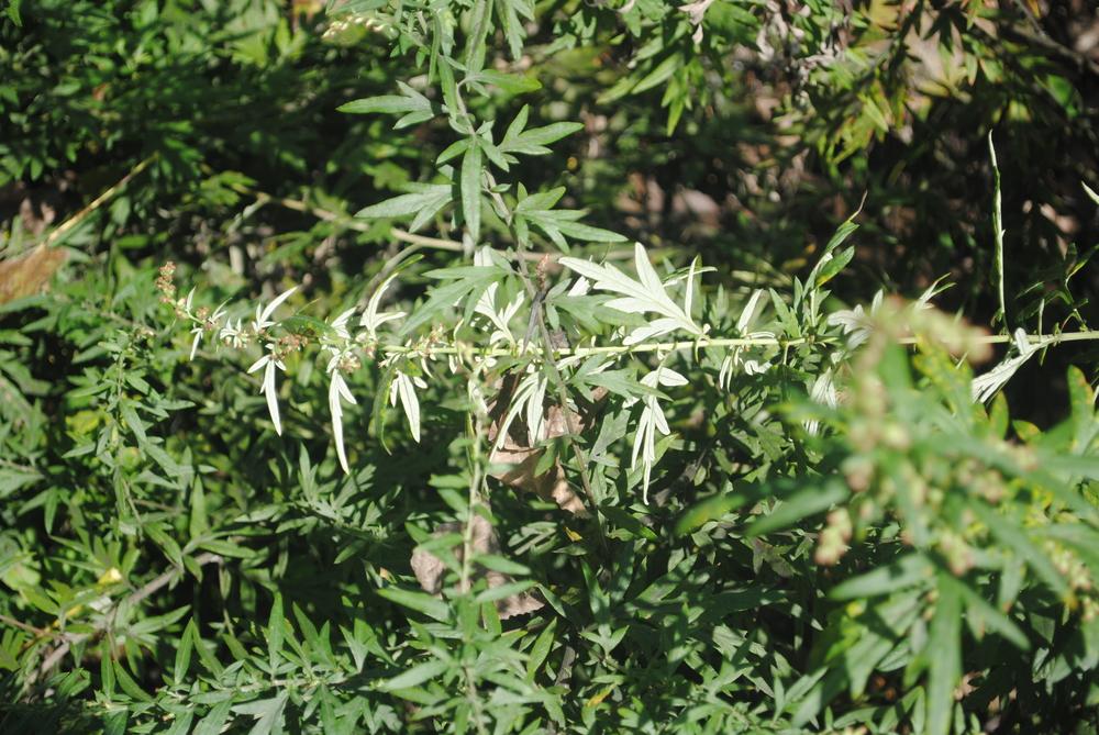 Photo of Mugwort (Artemisia vulgaris) uploaded by ILPARW