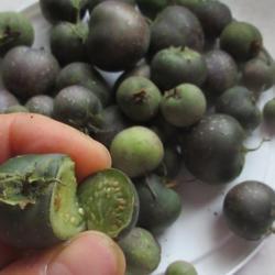 Location: Toronto, Ontario
Date: 2020-10-05
Potatoes (Solanum tuberosum) fruit and seeds.