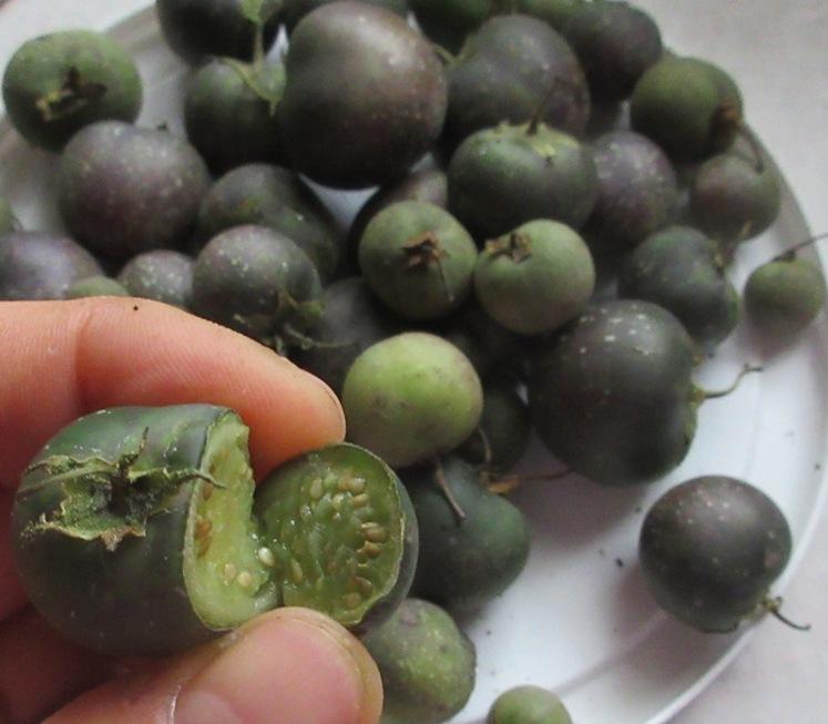 Photo of Potatoes (Solanum tuberosum) uploaded by janelp_lee