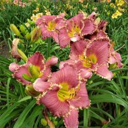 Location: Blue Ridge Daylilies Display Beds
Date: 2020-06-30
clump bloom