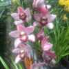 Photo courtesy of Andy Easton, New Horizon Orchids. Used with per