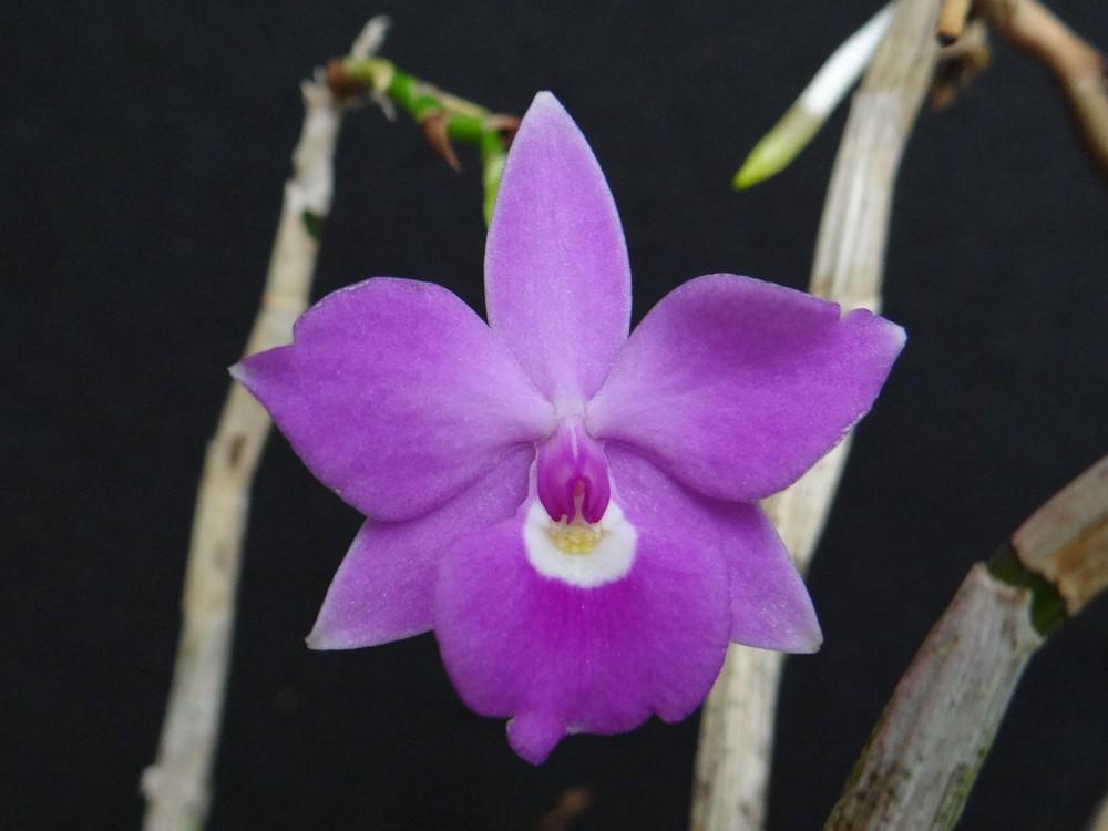 Photo of Orchid (Dimerandra stenopetala) uploaded by hawkarica