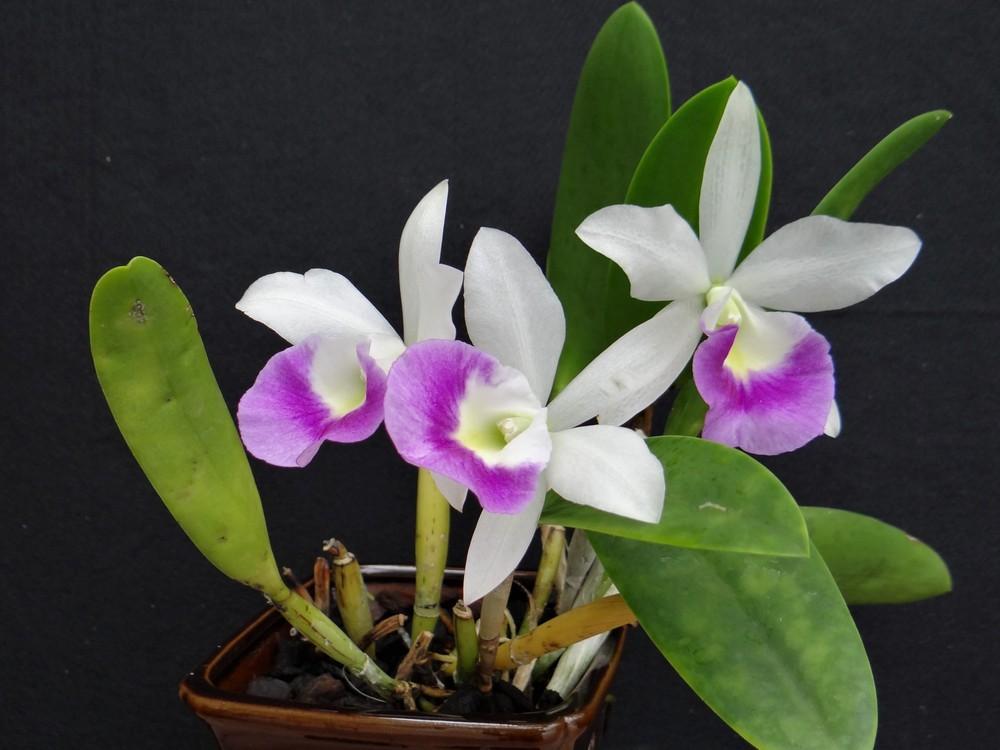 Photo of Orchid (Brassocattleya Hawaii Stars 'Paradise') uploaded by hawkarica