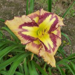 Location: Blue Ridge Daylilies Display Beds
Date: 2020-06-30
bloom