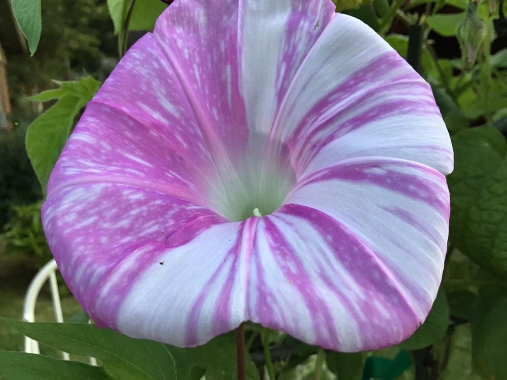 Photo of Japanese Morning Glory (Ipomoea nil) uploaded by gardenfish