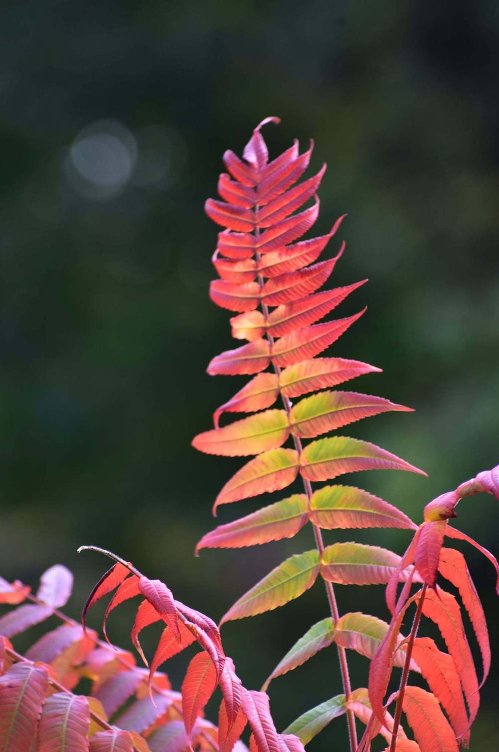 Photo of Staghorn Sumac (Rhus typhina) uploaded by pixie62560